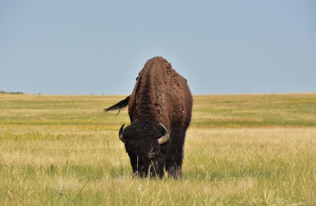 Kostenloses Foto fantastische prärie mit einem bison, der auf den gräsern in south dakota weidet.