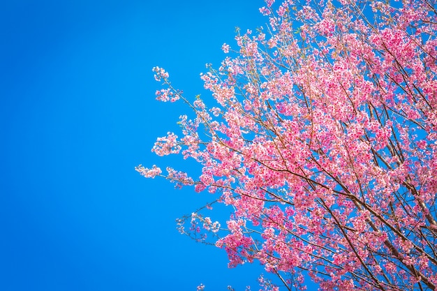 Fantastische rosa Baum mit Himmel im Hintergrund