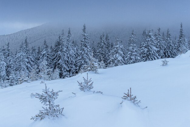 Fantastische Winterlandschaft. Am Vorabend des Urlaubs. Die dramatische Szene. Karpaten, Ukraine, Europa. Frohes neues Jahr