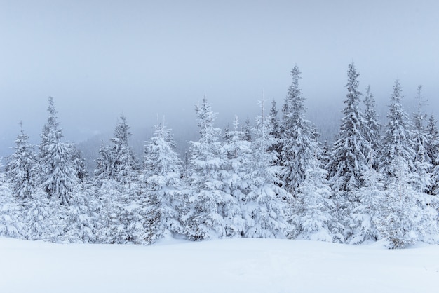 Fantastische Winterlandschaft. Am Vorabend des Urlaubs. Die dramatische Szene. Karpaten, Ukraine, Europa. Frohes neues Jahr