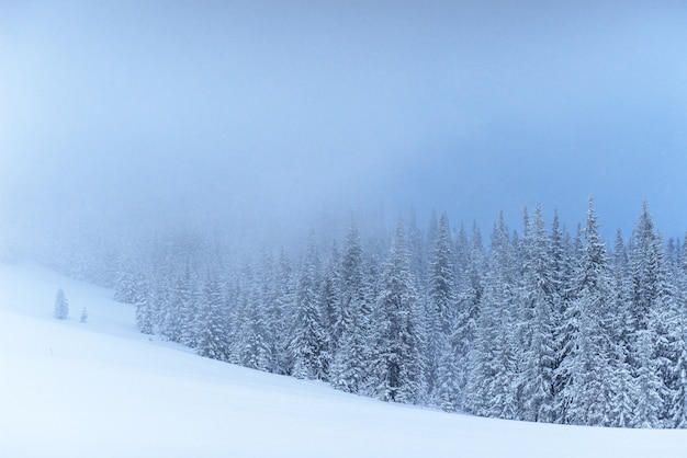 Fantastische Winterlandschaft. Am Vorabend des Urlaubs. Die dramatische Szene. Karpaten, Ukraine, Europa. Frohes neues Jahr