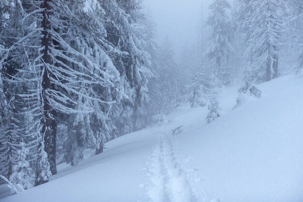 Fantastische Winterlandschaft. Am Vorabend des Urlaubs. Die dramatische Szene. Karpaten, Ukraine, Europa. Frohes neues Jahr