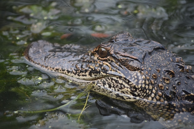 Fantastischer tödlicher Alligator aus nächster Nähe im Sumpf.