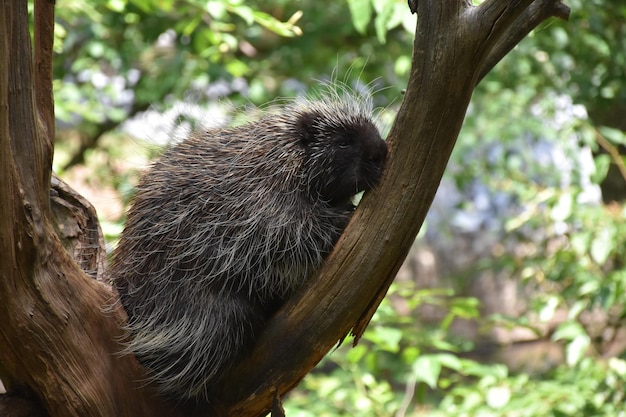 Fantastisches großes nordamerikanisches Stachelschwein in einem Baum.