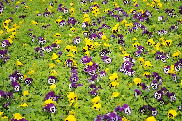 Farbe schöne Stiefmütterchen Feld