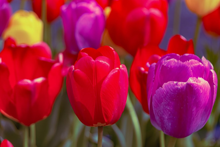 Kostenlose Foto farbige tulpenblumen aus den niederlanden