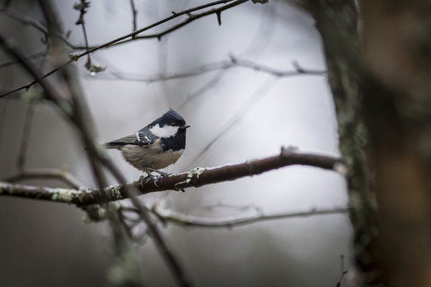 Farbiger Vogel, der auf Ast sitzt