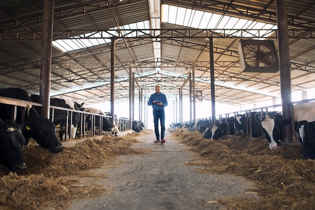 Farmer Cattleman, der durch Haustierfarm mit Tablette geht und Kühe beobachtet