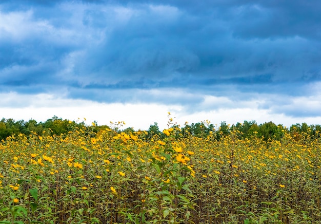 Faszinierende Ansicht der Felder voller gelber Blumen und Bäume unter dem bewölkten Himmel