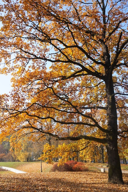 Faszinierende Ansicht des hohen Baumes mit gelben Blättern im Park