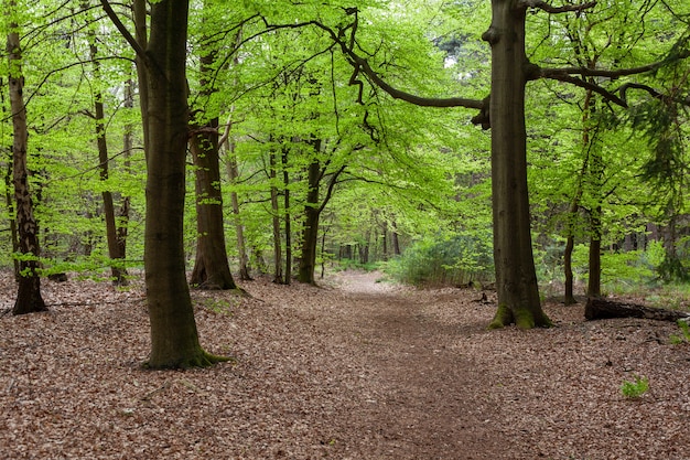 Faszinierende Ansicht des Waldes nahe Zeist in den Niederlanden mit Blättern auf dem Boden