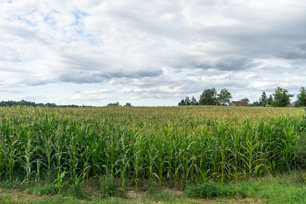 Faszinierende Aufnahme eines malerischen und bewölkten Himmels über dem Feld