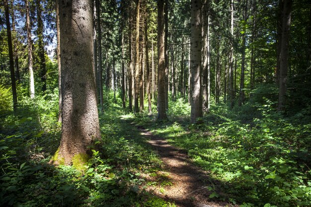 Faszinierende Aussicht auf einen Wald an einem sonnigen Tag in Montanges, Frankreich