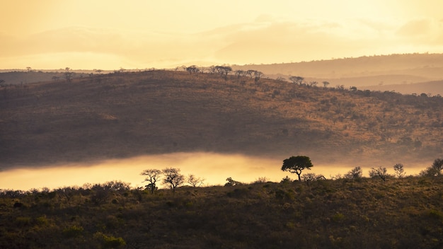 Faszinierende Landschaft des Dschungels in Südafrika