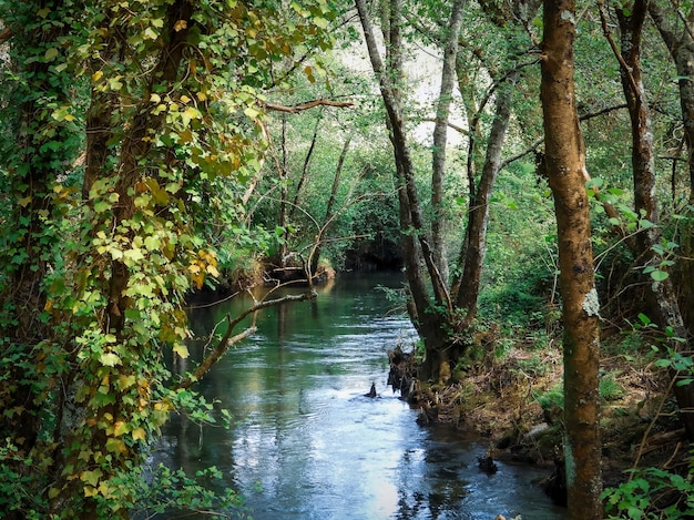 Faszinierende Landschaft des Kiefernwaldes und des schönen Sees