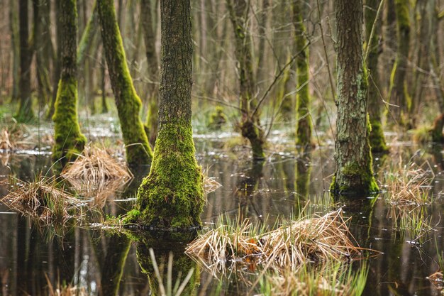 Faszinierende Sicht auf die Bäume und Pflanzen und den Fluss im Waldkonzept: geheimnisvoll