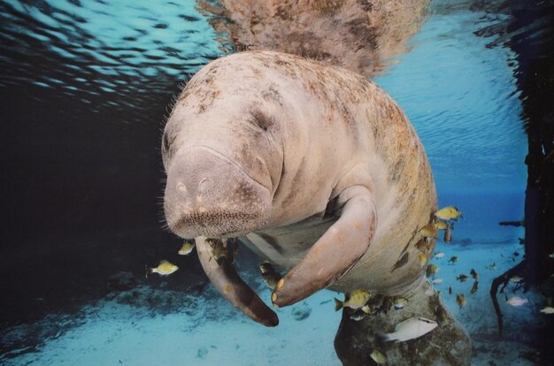 Faule Seekuh, die unter Wasser mit Fischen schwimmt.