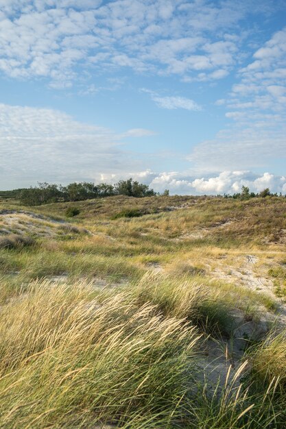 Feld bedeckt mit Gras und Büschen unter einem bewölkten Himmel und Sonnenlicht