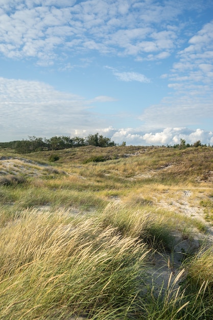 Feld bedeckt mit Gras und Büschen unter einem bewölkten Himmel und Sonnenlicht