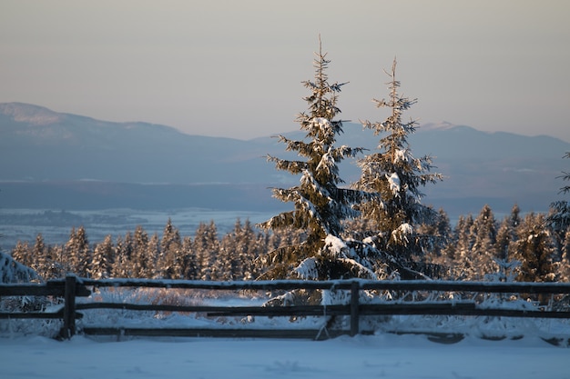 Feld bedeckt mit immergrünen Pflanzen und Schnee mit Bergen unter Sonnenlicht