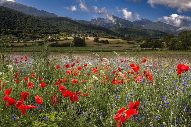 Feld bedeckt mit roten Mohnblumen, umgeben von Bergen unter dem Sonnenlicht