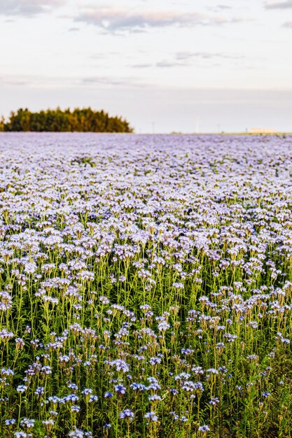 Feld der purpurroten wilden Blumen im Sommer