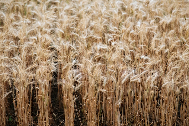 Feld der Weizenfarm