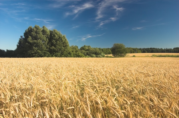 Feld mit Bäumen