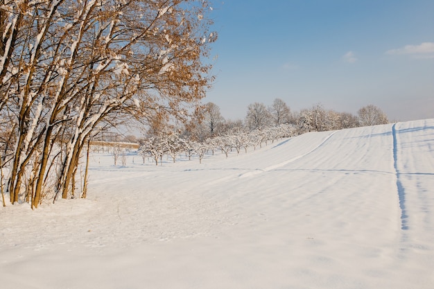 Feld mit Schnee bedeckt und Bäume im Sonnenlicht und ein bewölkter Himmel im Winter