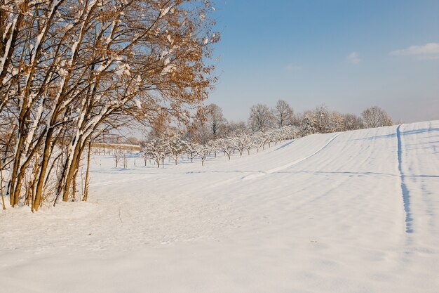 Feld mit Schnee bedeckt und Bäume im Sonnenlicht und ein bewölkter Himmel im Winter