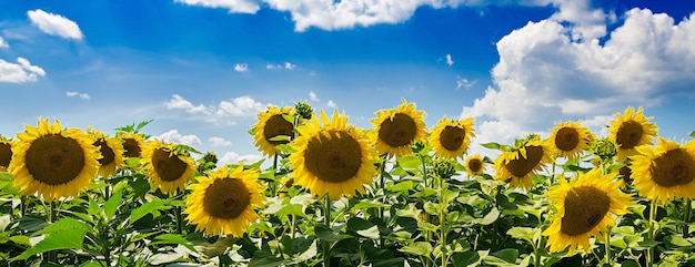 Feld mit Sonnenblumen gegen den blauen Himmel. Schöne Landschaft. Banner