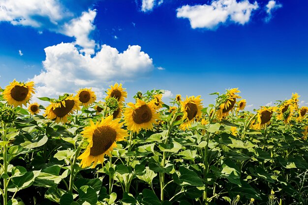 Feld mit Sonnenblumen gegen den blauen Himmel. Schöne Landschaft