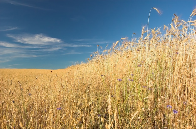 Feld mit Stroh