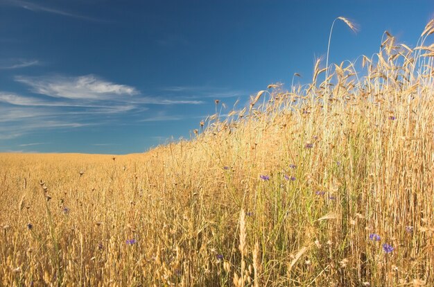 Feld mit Stroh