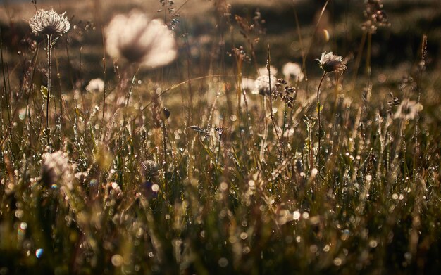 Feld mit trockenen Blumen auf einem unscharfen Hintergrund