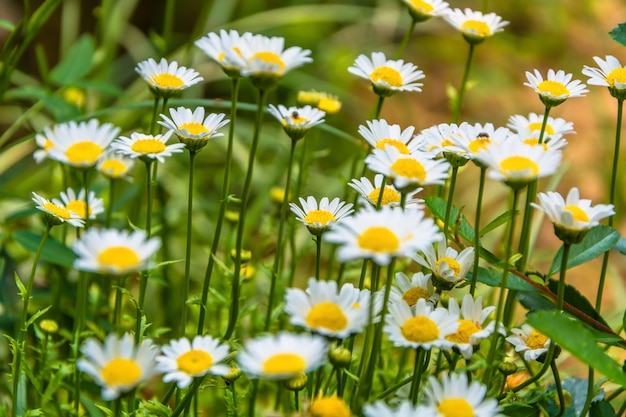 Feld voller Gänseblümchen