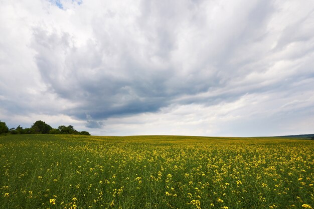 Feld von hellgelbem Raps im Frühjahr.