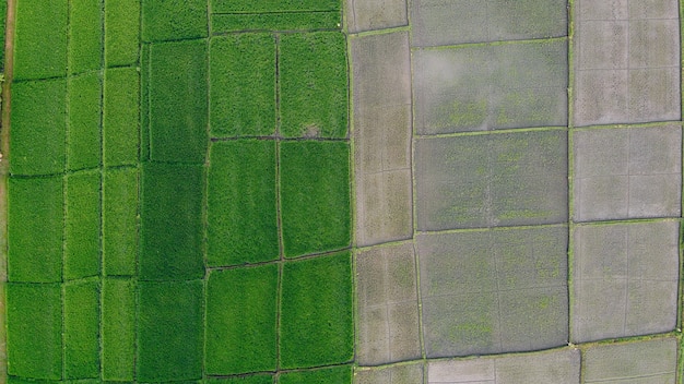 Felder in Bali werden von einer Drohne aus fotografiert