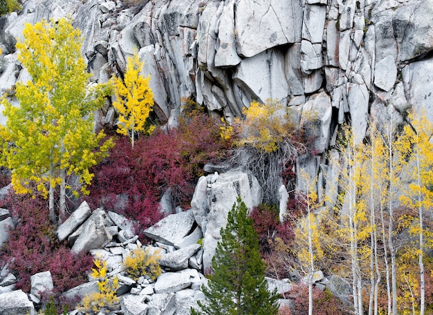 Felsen und Pflanzen