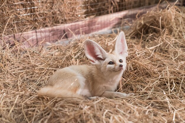 Fennec Fuchs oder Wüstenfuchs