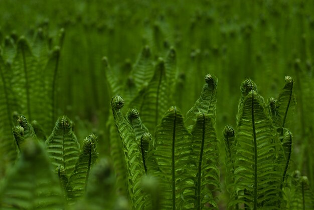 Fern Hintergrund