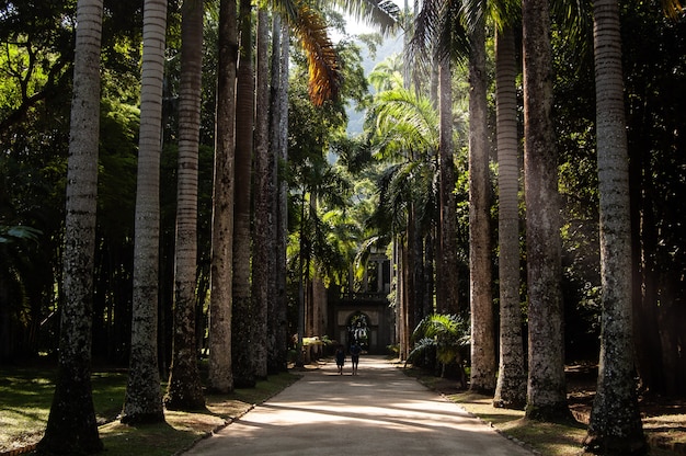 Fernschuss von zwei Personen, die an einem sonnigen Tag auf einem Weg mitten in Kokospalmen gehen