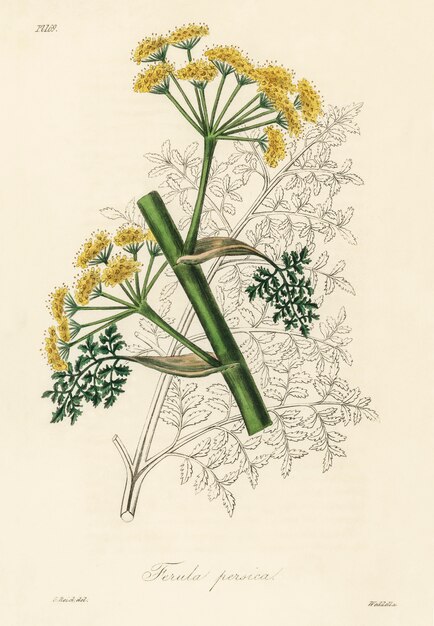 Ferula persica Illustration aus der Medizinischen Botanik (1836)