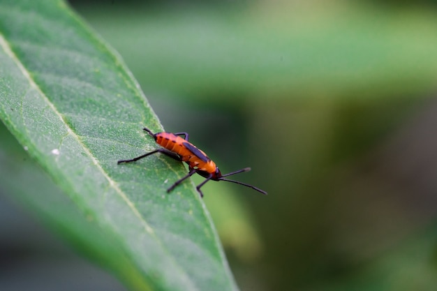 Feuerfarbener Käfer auf grünem Blatt