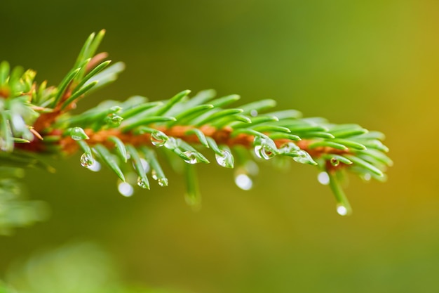 Fichte nach Regen