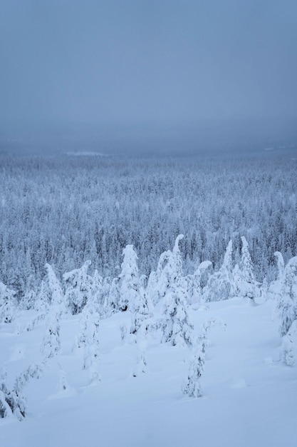 Kostenloses Foto fichtenbäume bedeckt durch schnee am riisitunturi-nationalpark, finnland