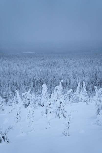 Fichtenbäume bedeckt durch Schnee am Riisitunturi-Nationalpark, Finnland