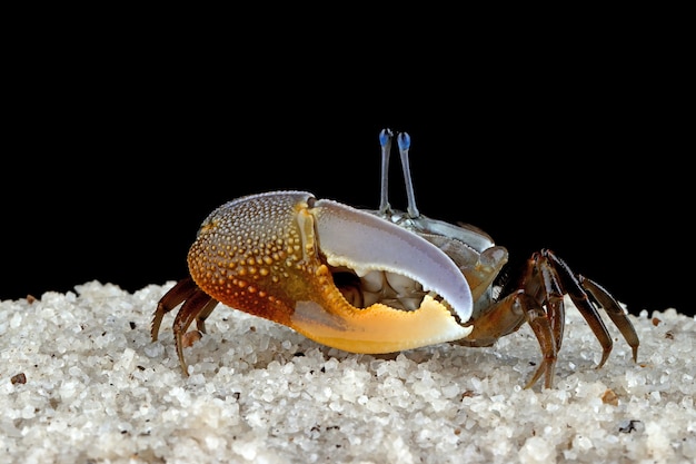 Fiedlerkrabbe Nahaufnahme auf schwarzem Hintergrund Comando Crab Uca vocans Nahaufnahme Gelb Violinkrabbe