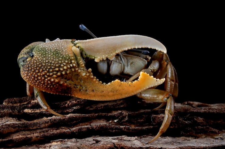 Kostenlose Foto fiedlerkrabbe nahaufnahme auf schwarzem hintergrund