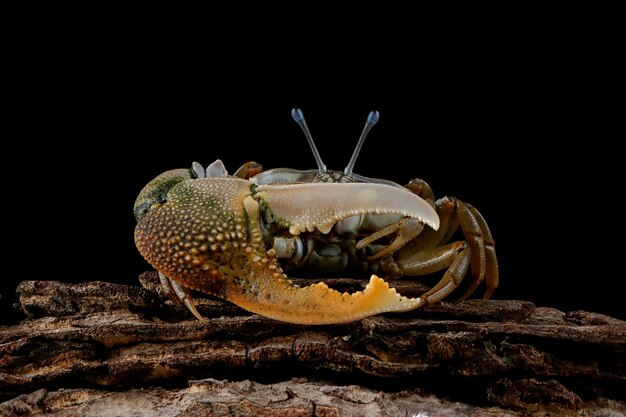 Fiedlerkrabbe Nahaufnahme auf schwarzer Wand Comando Crab Ocypodidae Nahaufnahme Gelb Violinkrabbe